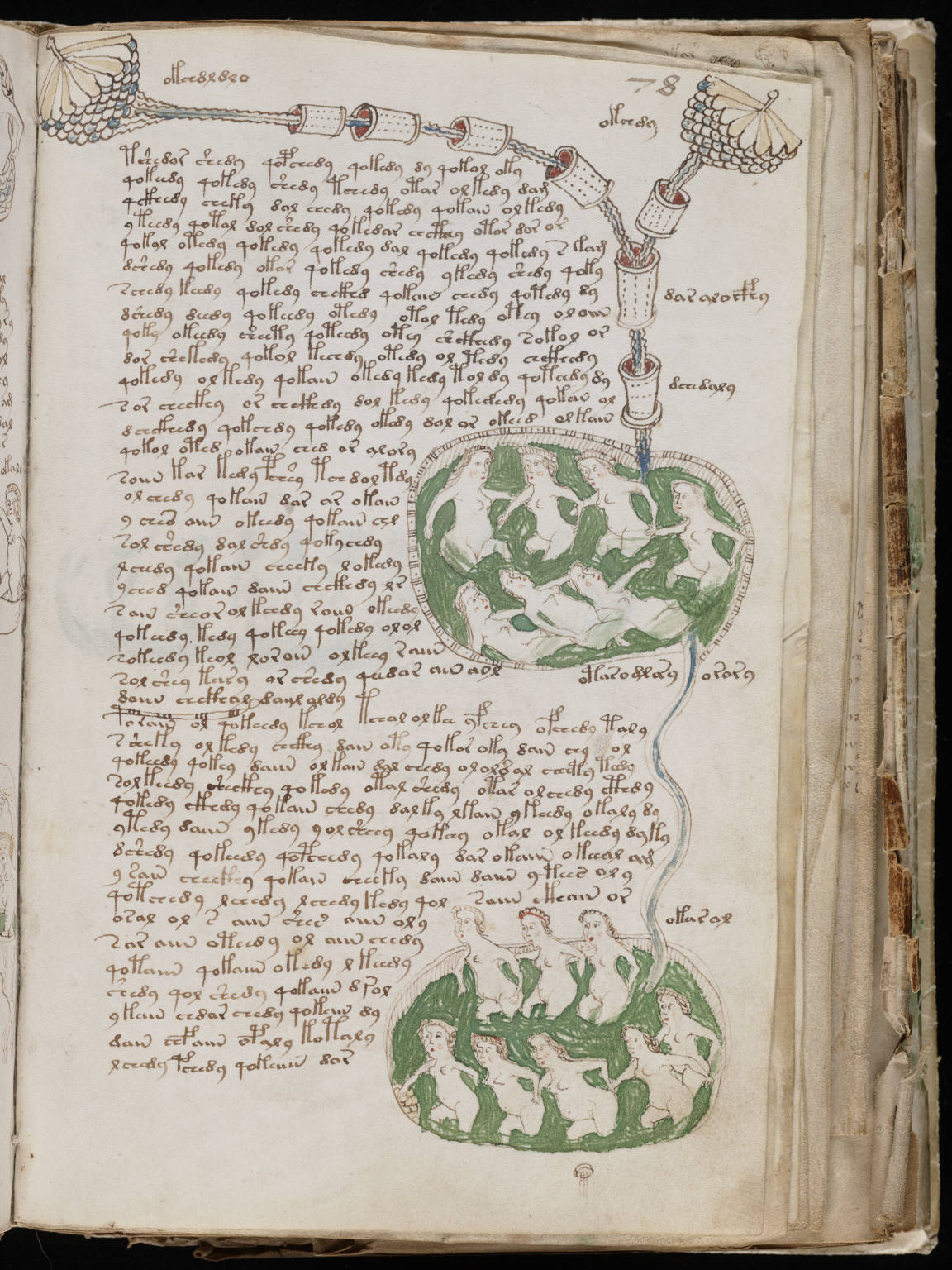 folio78 du Manuel de Voynich